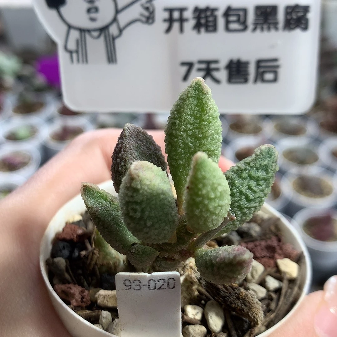 Jun258 优选种播实生