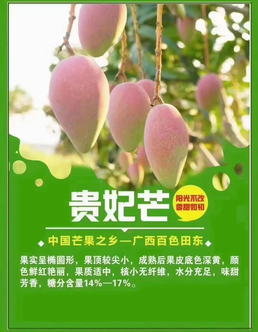 [自营直发]广西贵妃芒，高颜值薄皮小核！清甜芯细如签，仙女果切C位