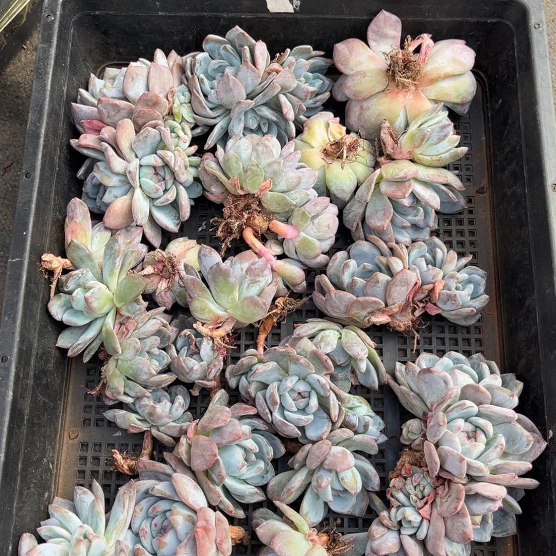 618号新疆西藏内蒙古不包邮