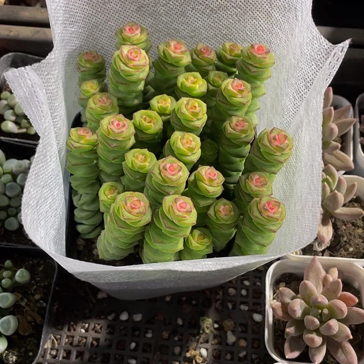 10公分大钱串群带盆