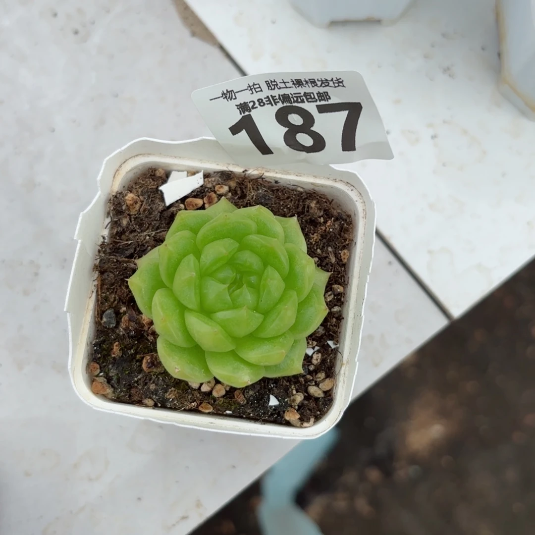 小****灯泡珍妮无盆土发货