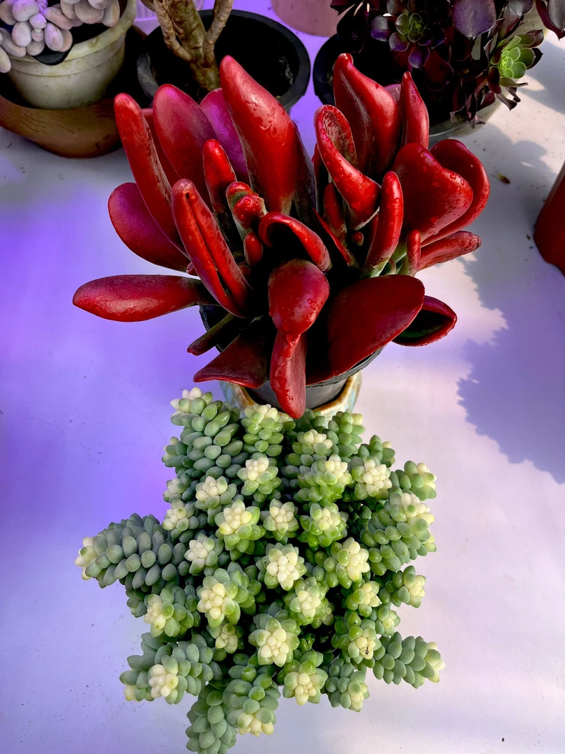 【七彩家 火狐狸+雪花玉坠  多肉植物】新手好养 脱土发