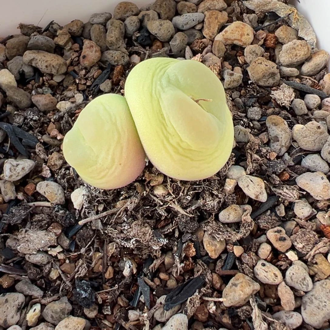 旺***01111111111多肉多肉