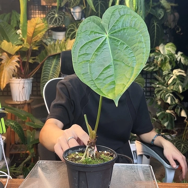 大***子完全开放一物一拍Q49