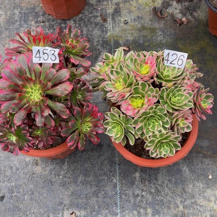 00000000453426天合海仙