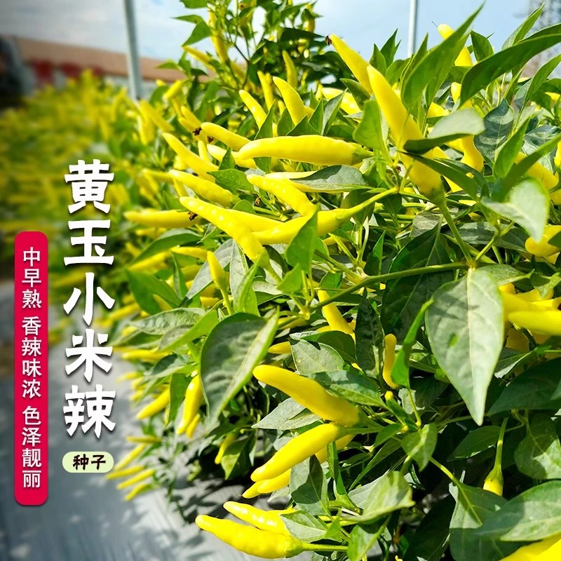 【满五包包邮】小米辣椒种子四季高产特辣朝天椒野山椒种子