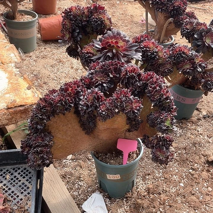 欧紫缀化180号65-1一棵脱土包邮