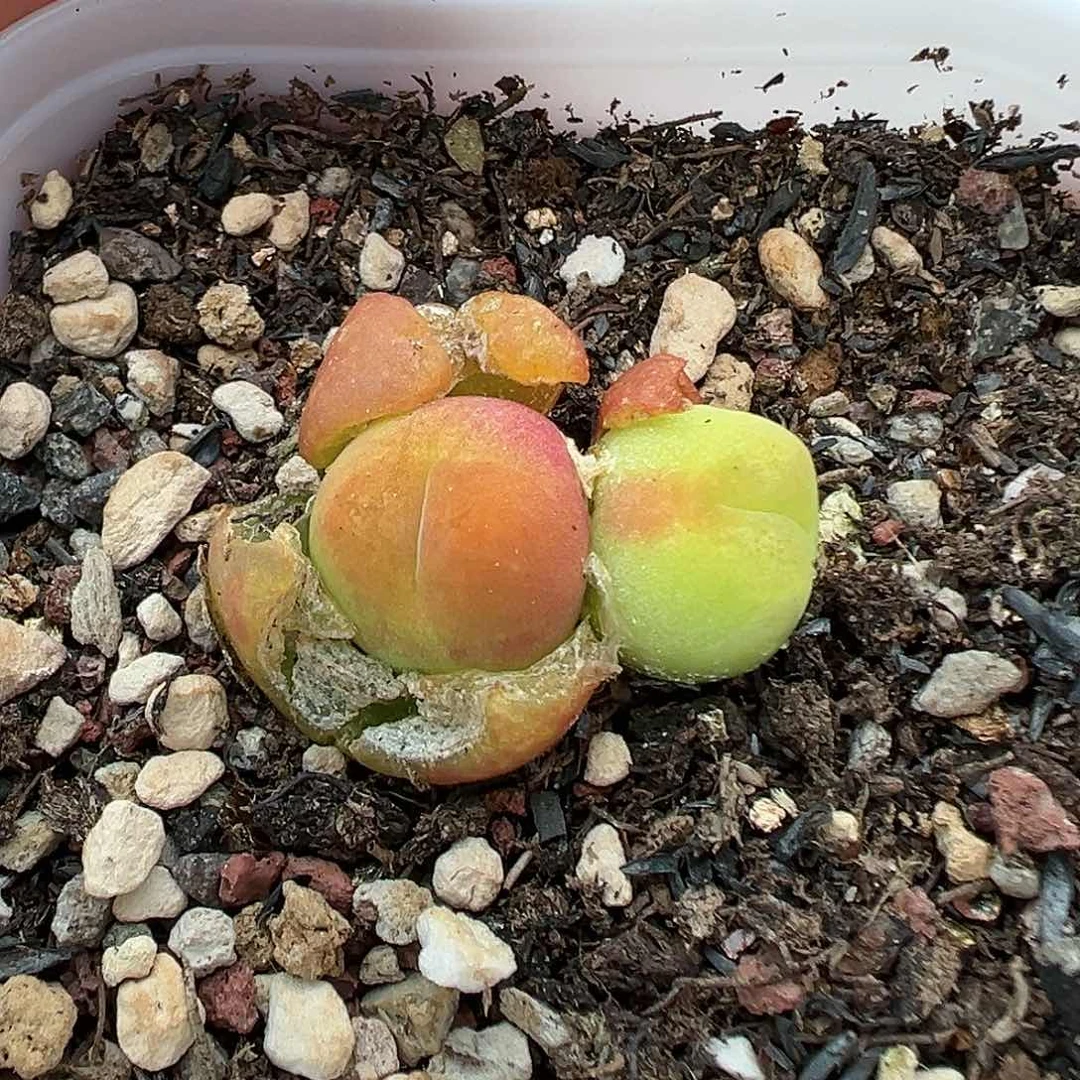 199水蜜桃带盆土发货