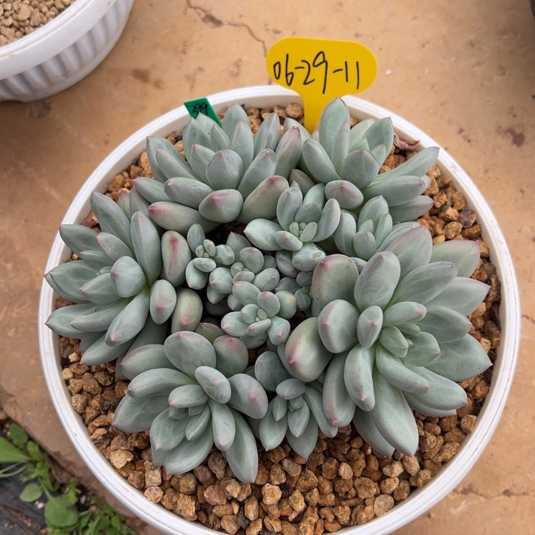 06-29-11薪水多肉植物