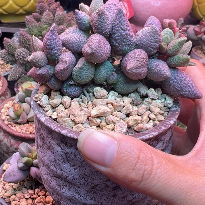 无***羁球球去玩吧哈哈哈哈哈哈哈哈哈