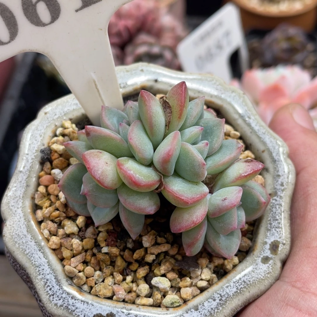 L****J0619泡芙不带盆5厘米