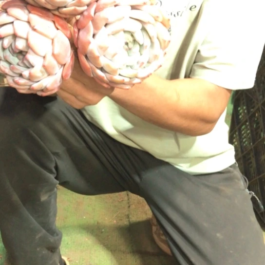 精控单头橙梦露三颗9.9