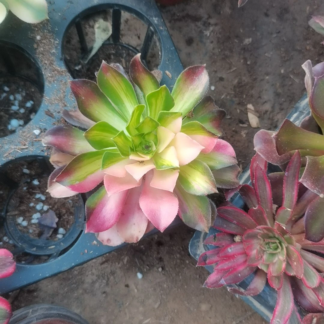 ?***谢韶华花脸法师多肉法师