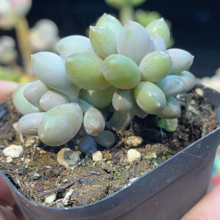 奶杂朵朵594号的多肉啊啊