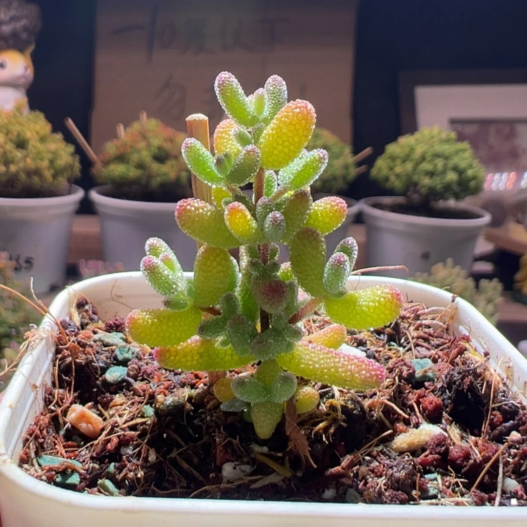 68冰糖一物一拍包开箱