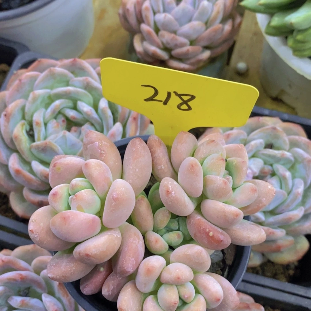 开心多肉，清货专场