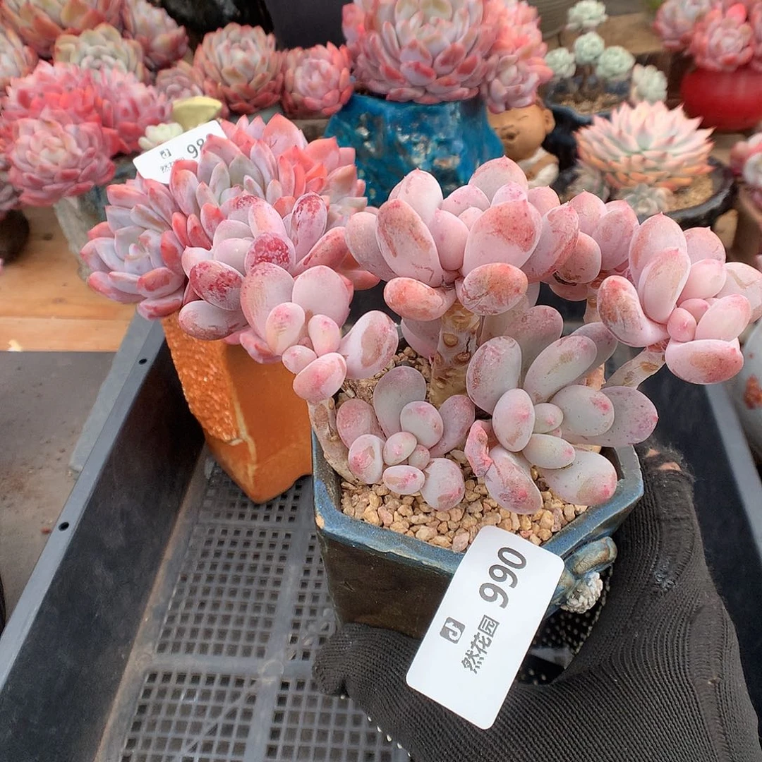 990香香雪多肉植物66666