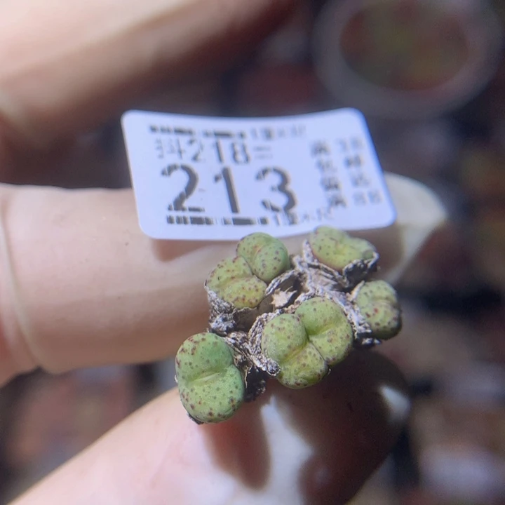 火***吧 精品生石花218.213