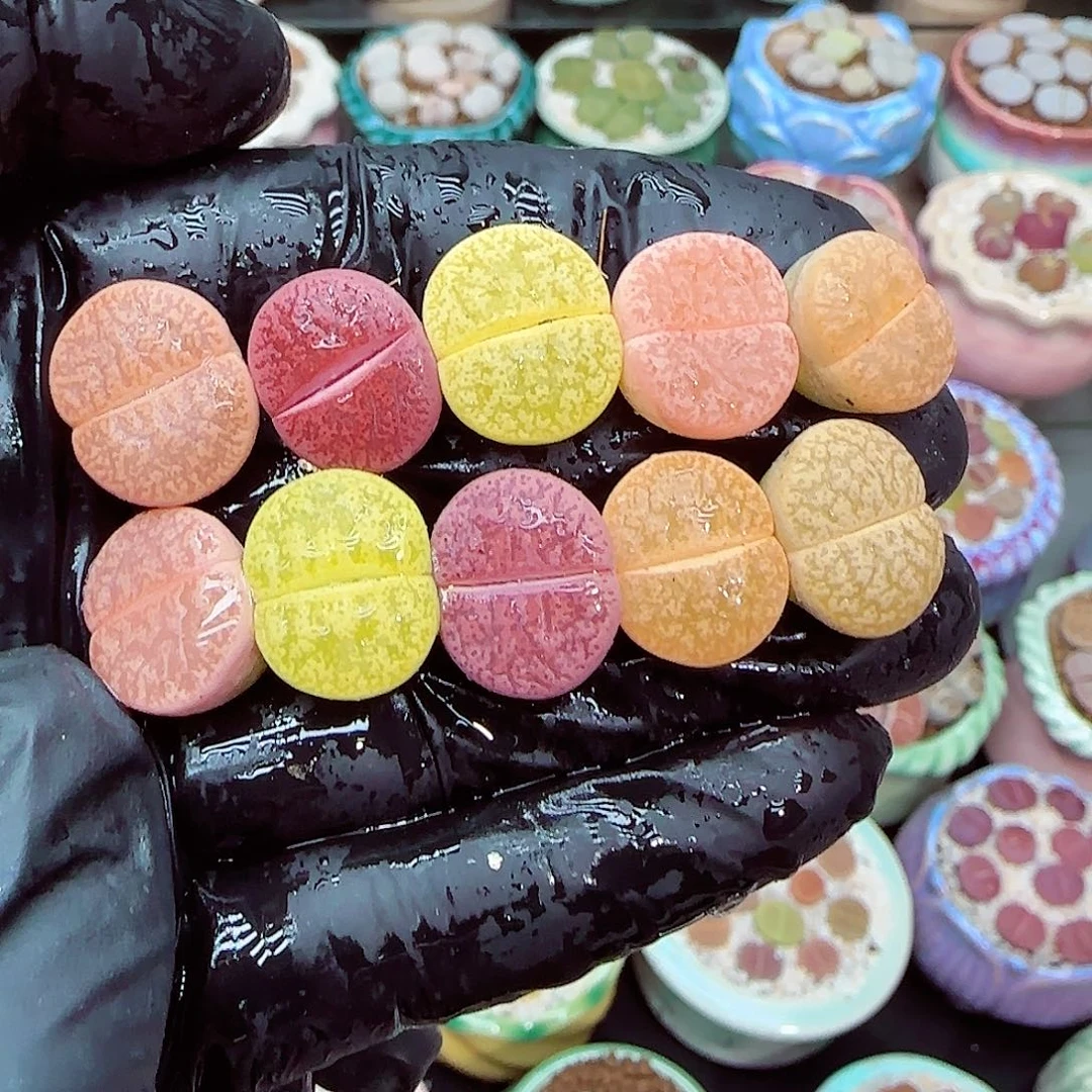 生石花满18包邮0104-17