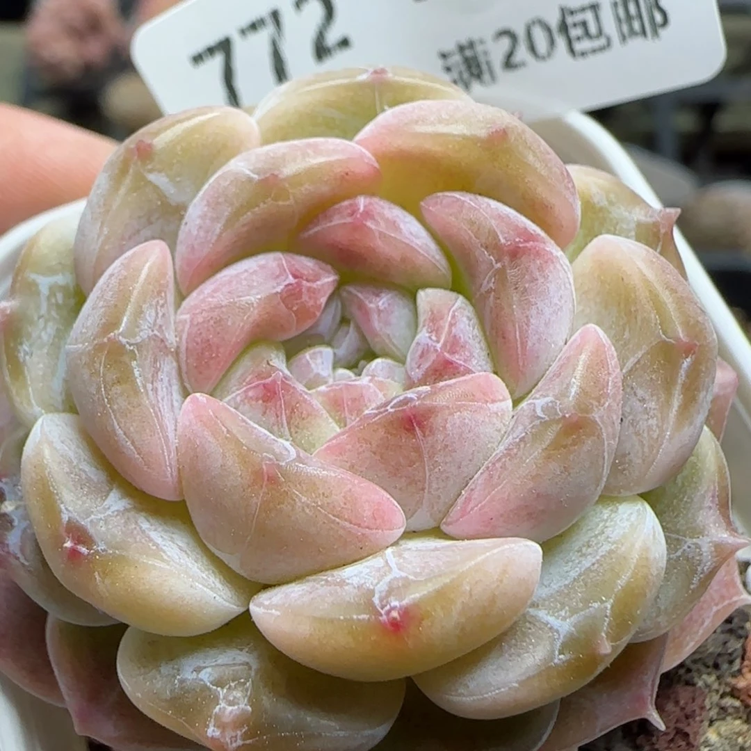 花语逸境0221-772