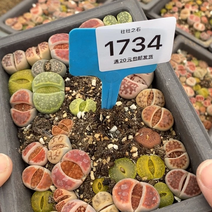 大***?1734生石花小苗长