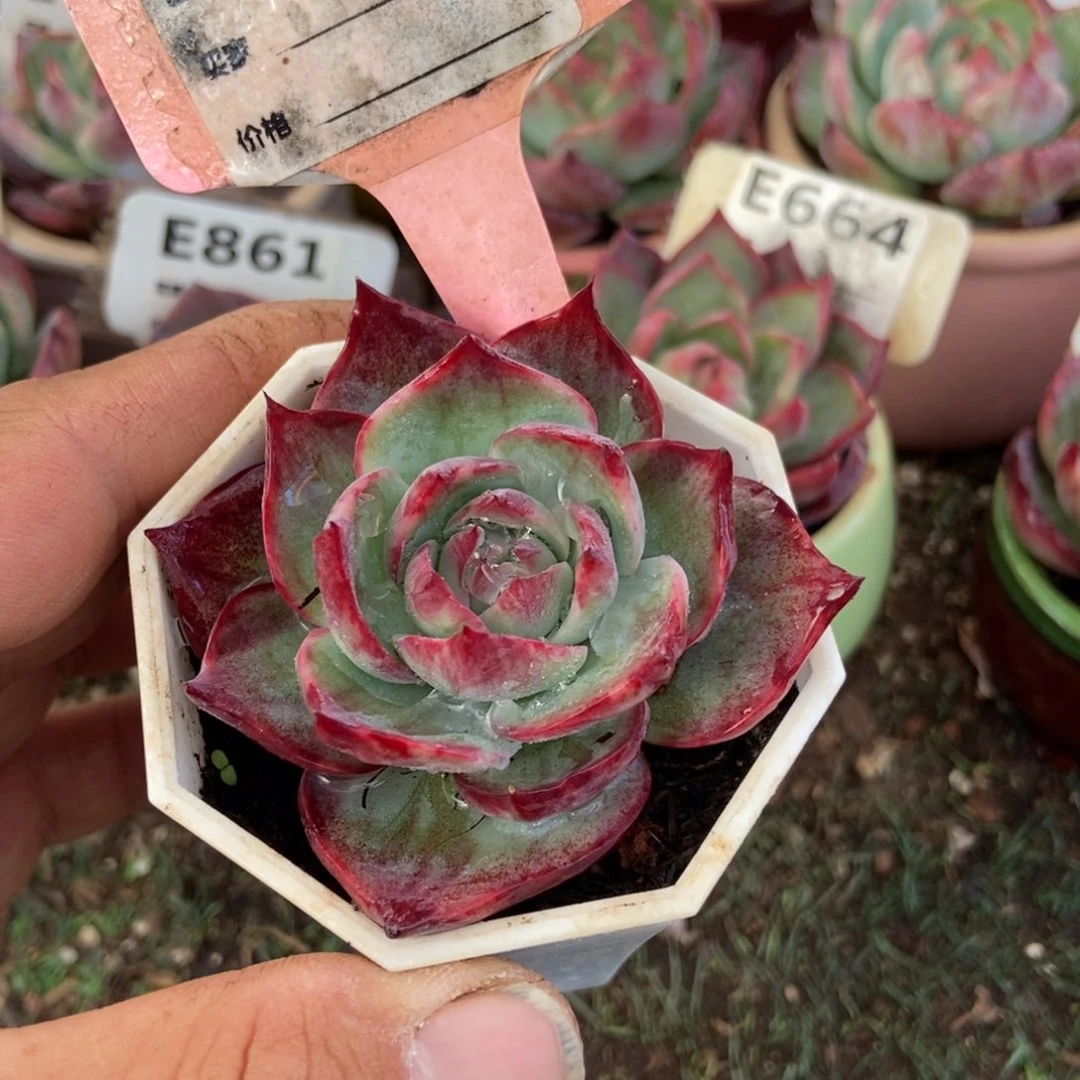 惊鸿一瞥637号楼多肉