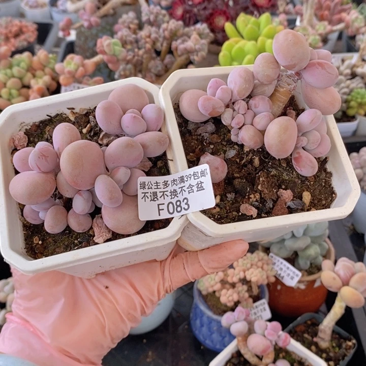 腰子桃蛋2棵083多肉