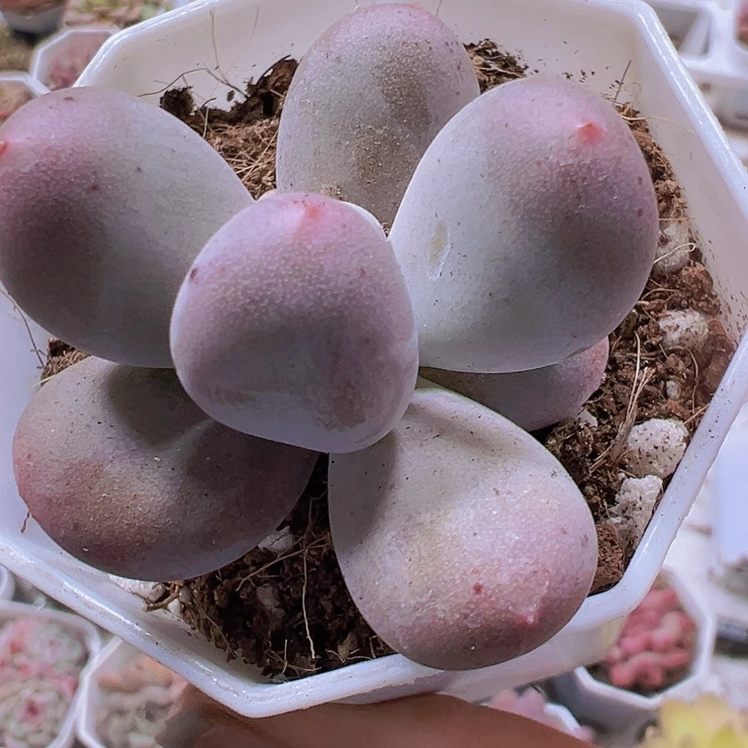 米可奶19包邮多肉植物