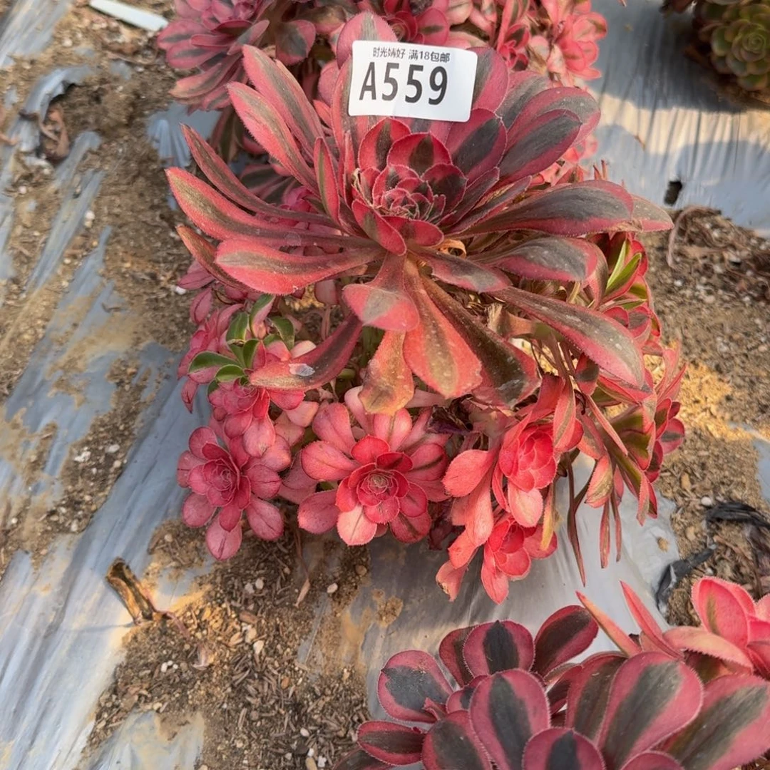 吃**众559初恋多肉植物