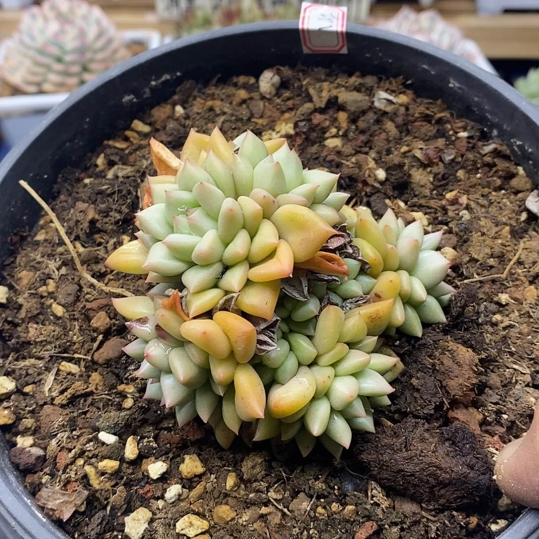 14142 象牙大群多肉