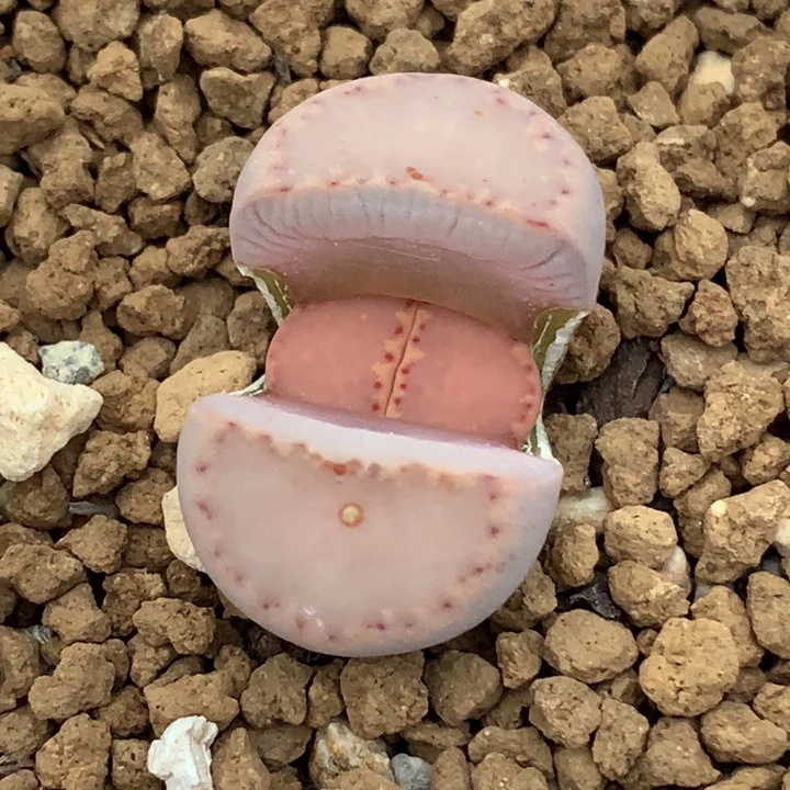 精品多肉植物精品粉饼干