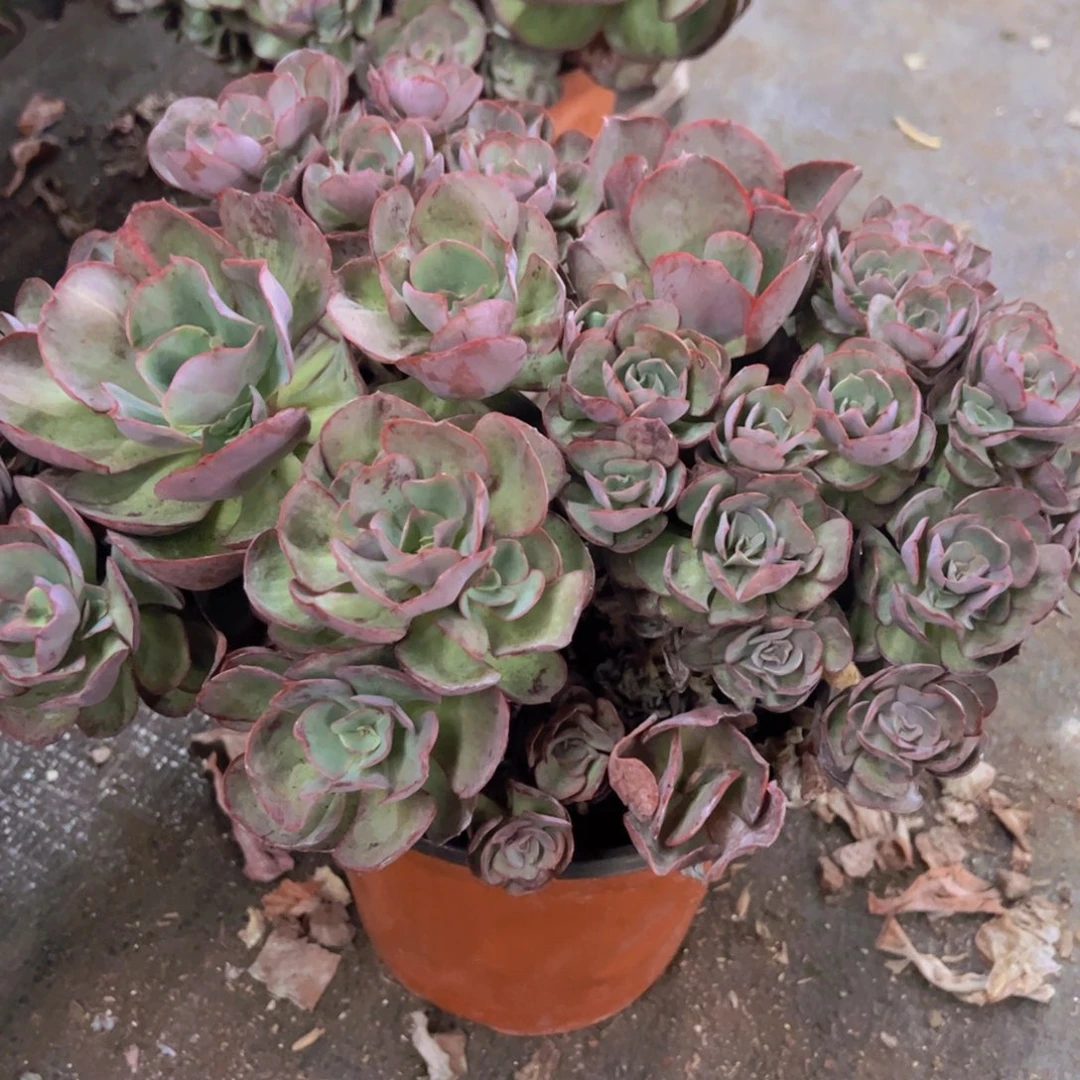 玫瑰秀妍大盆整装，250杯