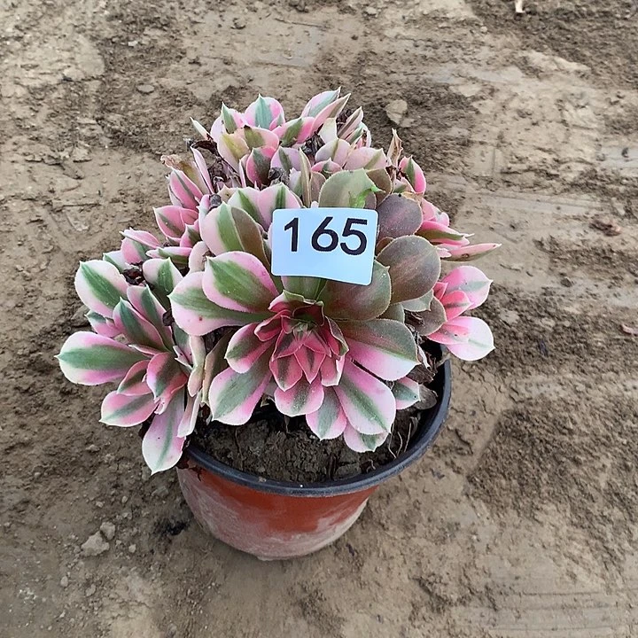 无花朵165女巫多肉植物