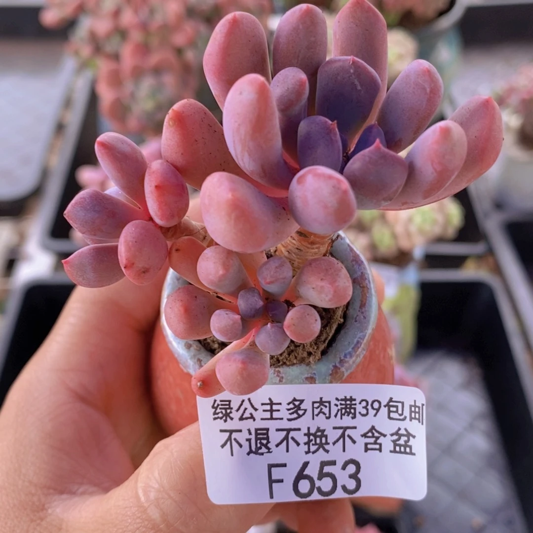 丘比特5cm653多肉植物