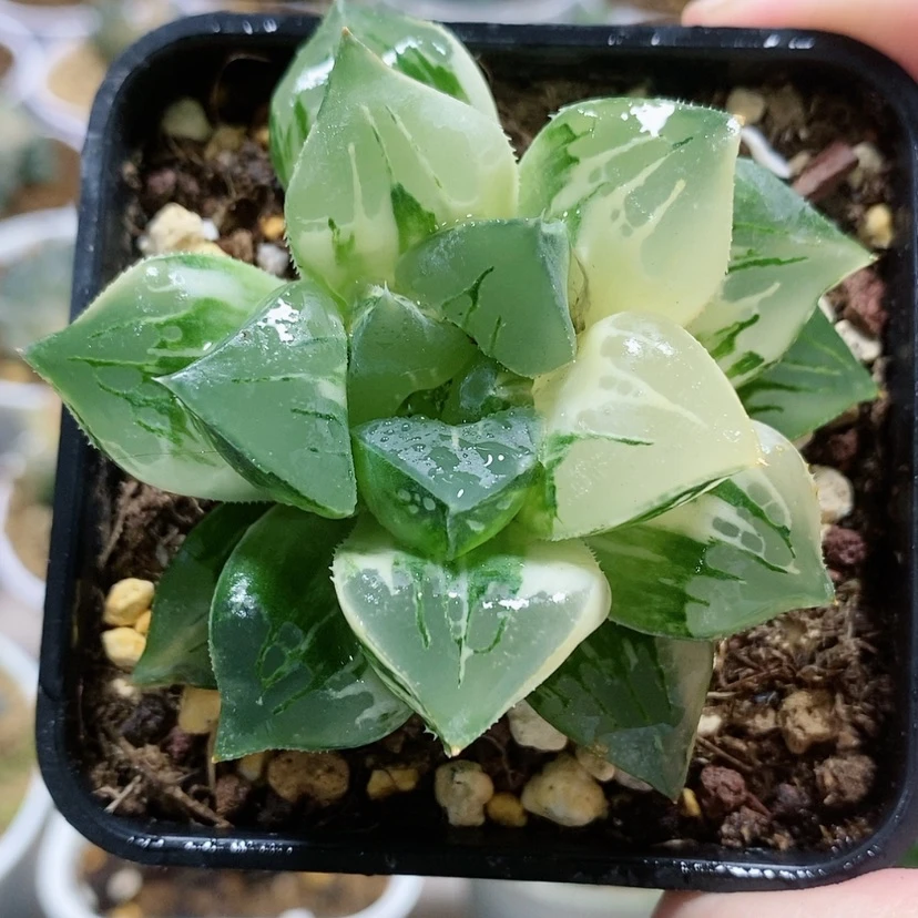 【闪购商品】21莫迪卡锦