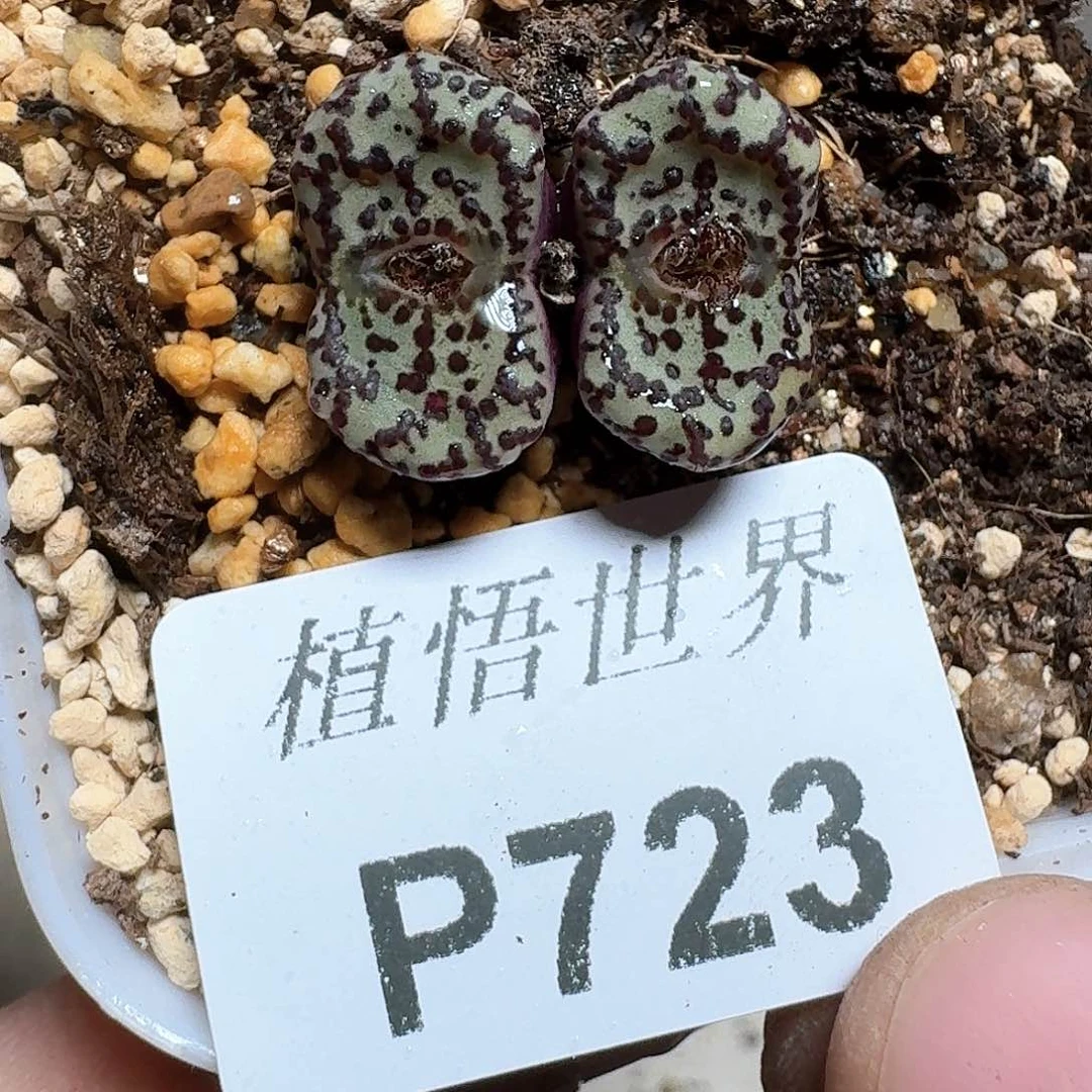 723盒多肉植物哇c v