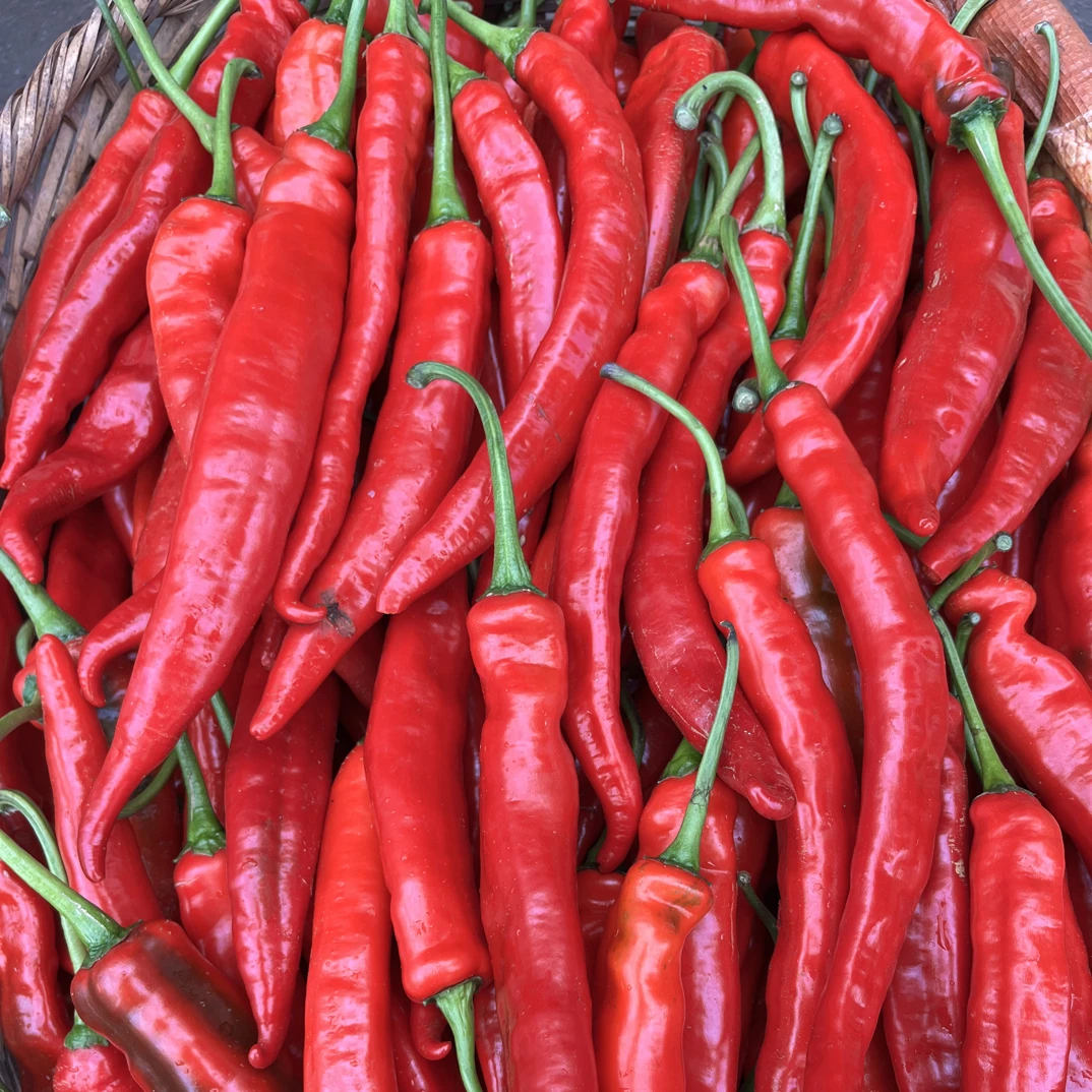 云南边境山货～红辣椒～胖吖甄选