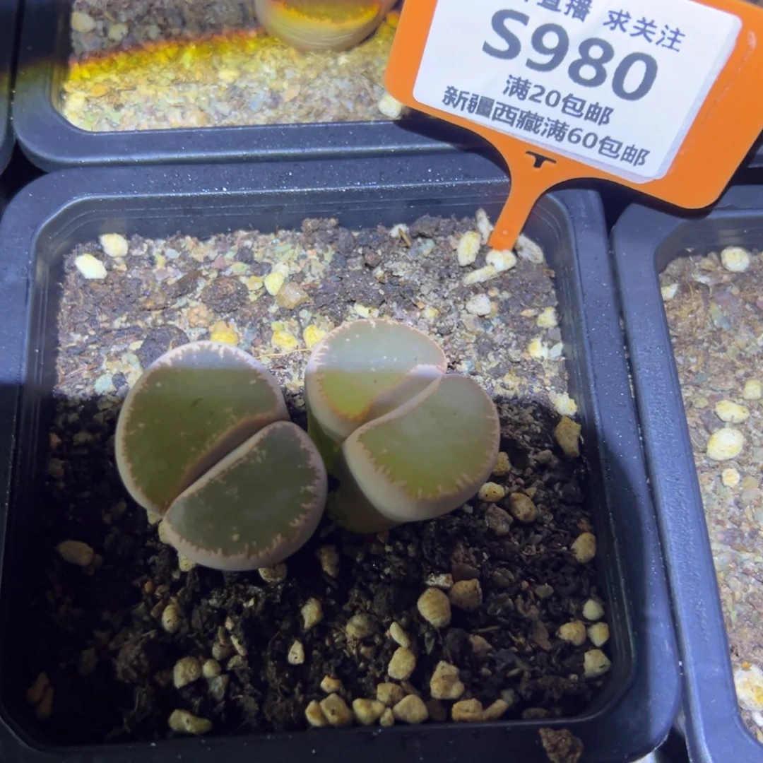 980 没根，脱土发，