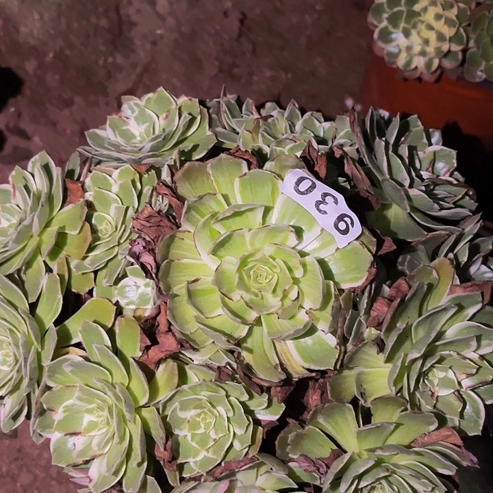 930万花筒多肉植物不售后