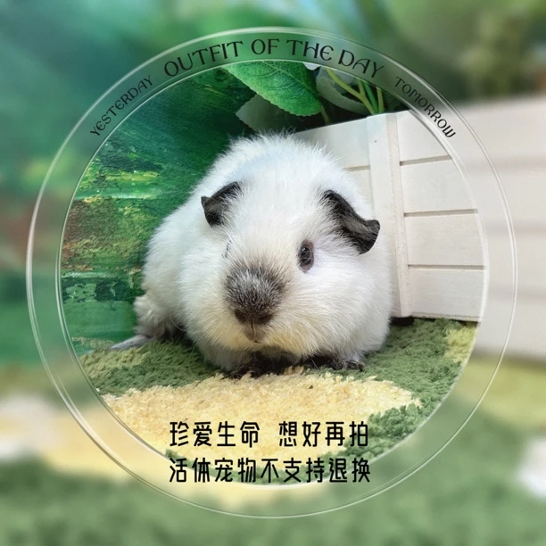 泰加弟弟 荷兰猪 豚鼠 包邮包风险