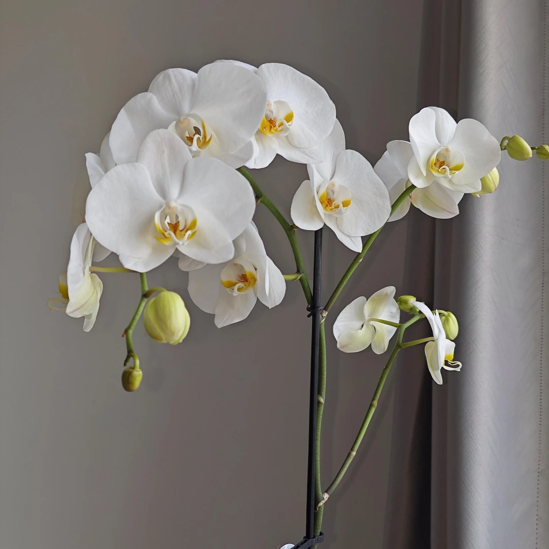 蝴蝶兰(剑桥)大白花，带花带花苞耐养室内花卉盆栽