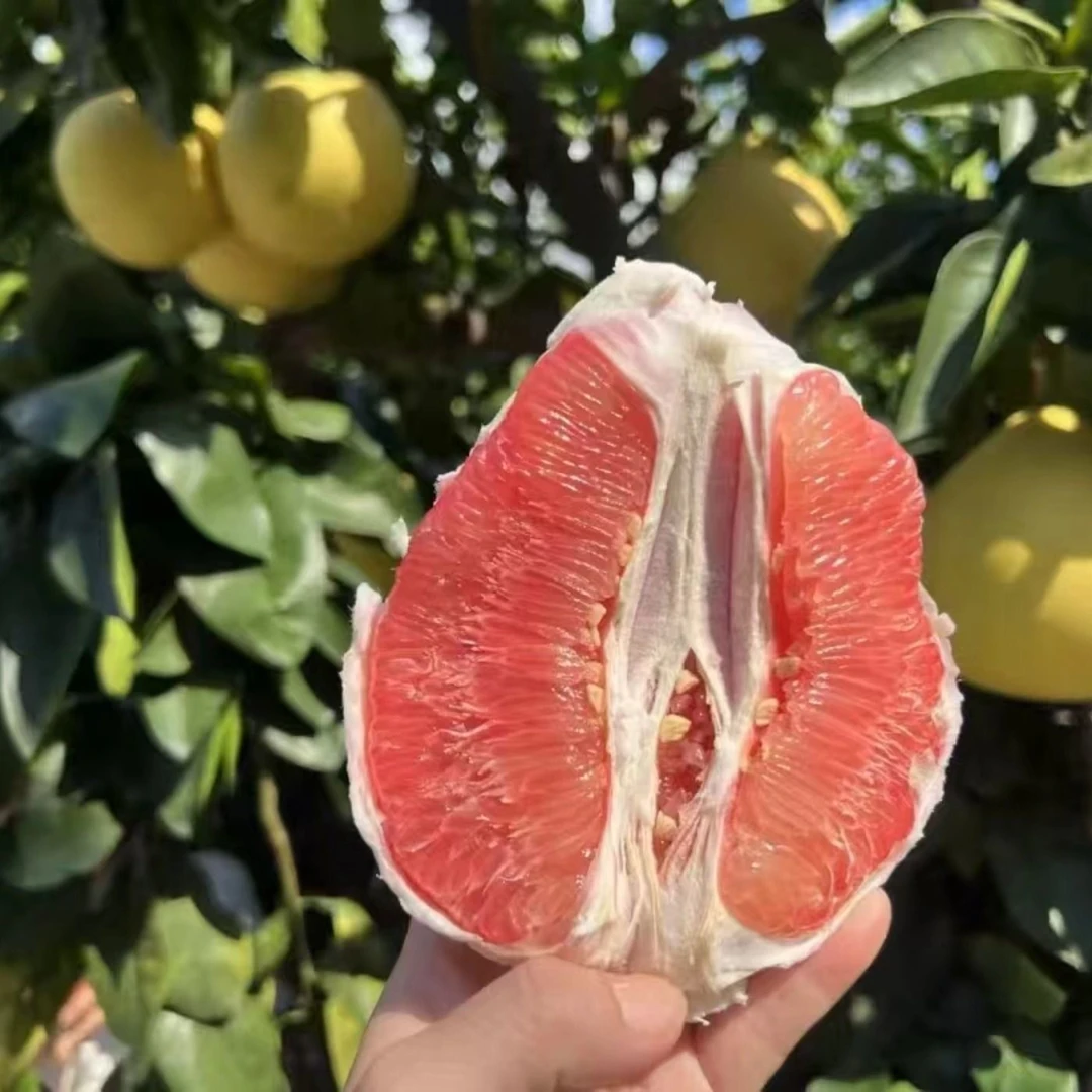 恩阳平桥村柚子熟了！酸甜爆汁，果肉饱满，不催熟不打蜡，家乡的味道