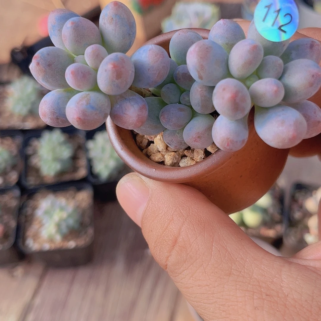 多肉植物多肉植物