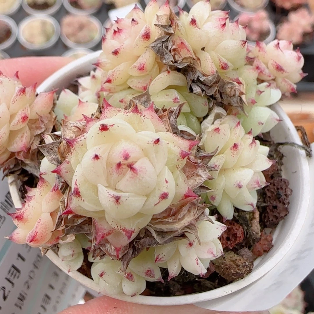 花语多肉1213-228散魔仙