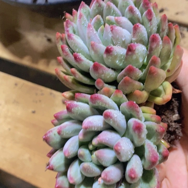 这一系列改革方案还要求