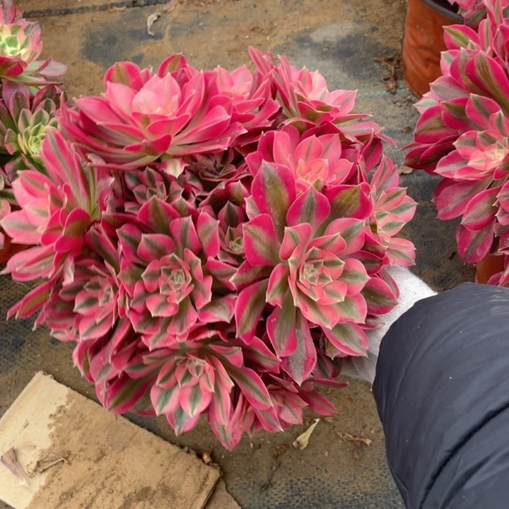 731分女法师多肉断枝不售后