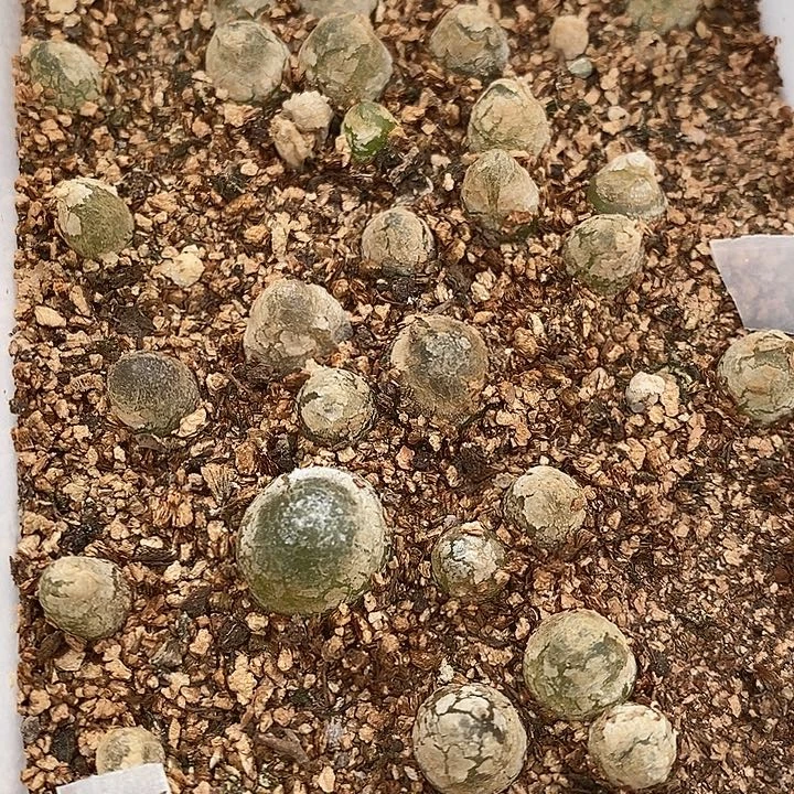 2678灯泡1盒。