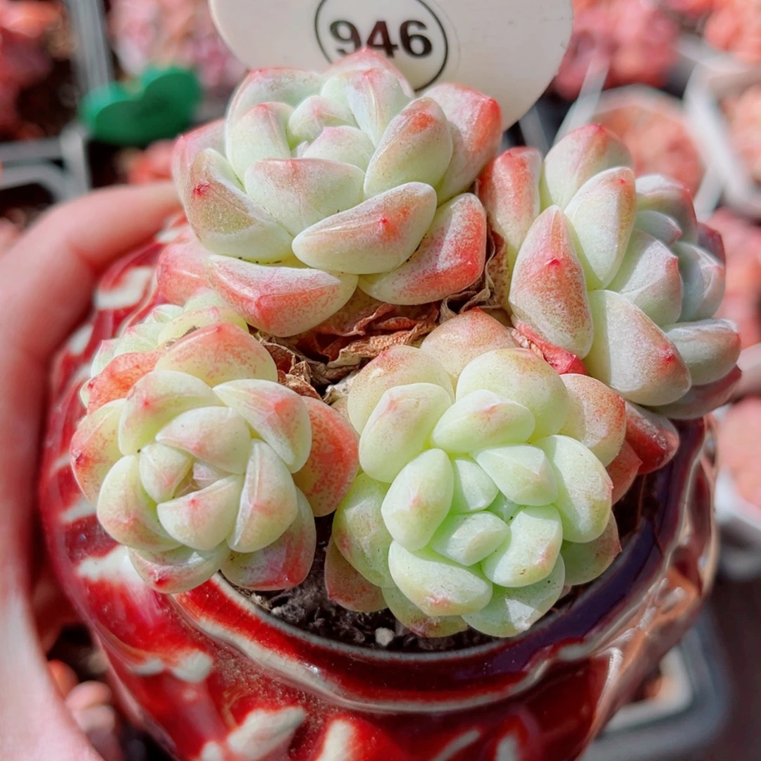 欣***姨946号小老桩冰玉群