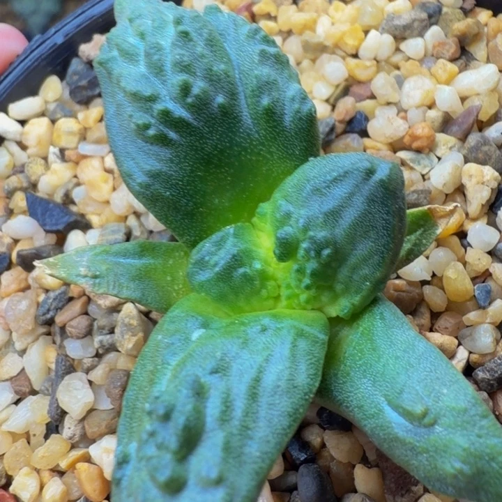 外星怒家的外星怒苗