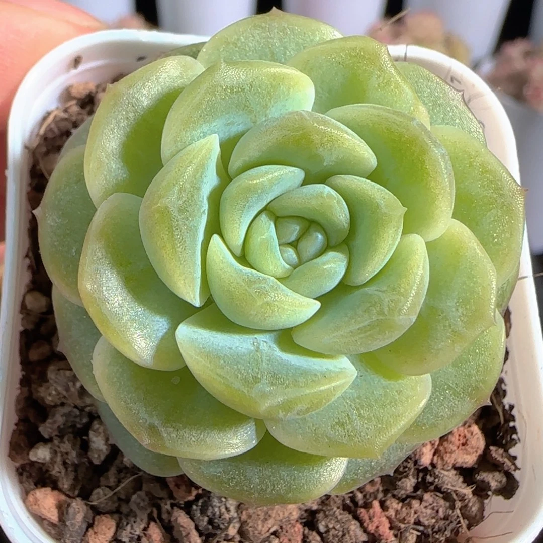 多肉0105-53无尽灯